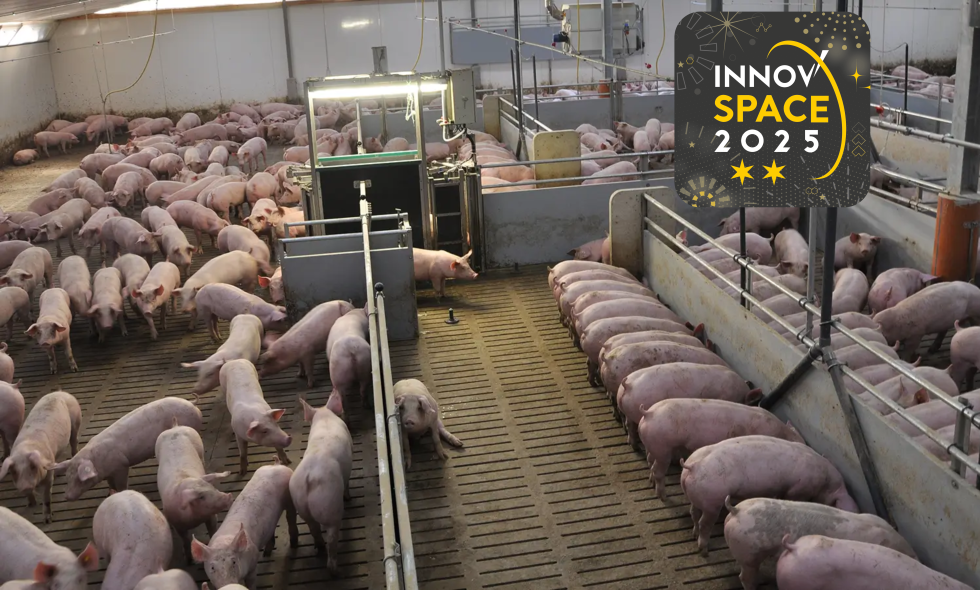 OptiSORT Feeding : station de tri et alimentation de précision pour porcs charcutiers par H+L