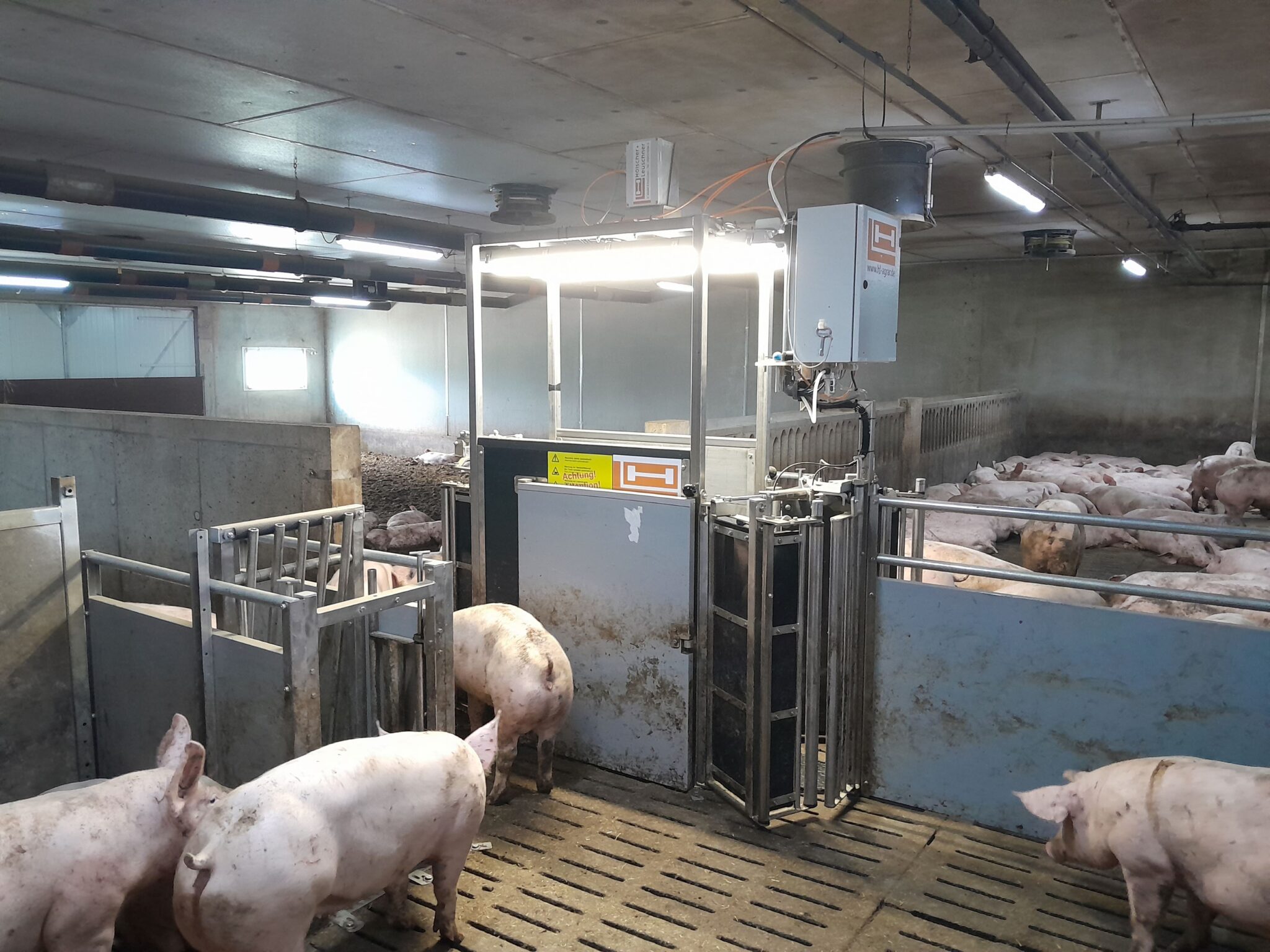 OptiSORT Feeding : confort de travail, performance économique et bien-être animal par H+L