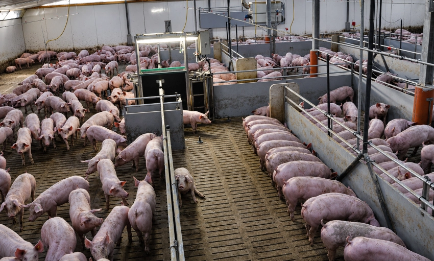 Revue de presse : Ouest-France met à l&rsquo;honneur l&rsquo;OptiSORT