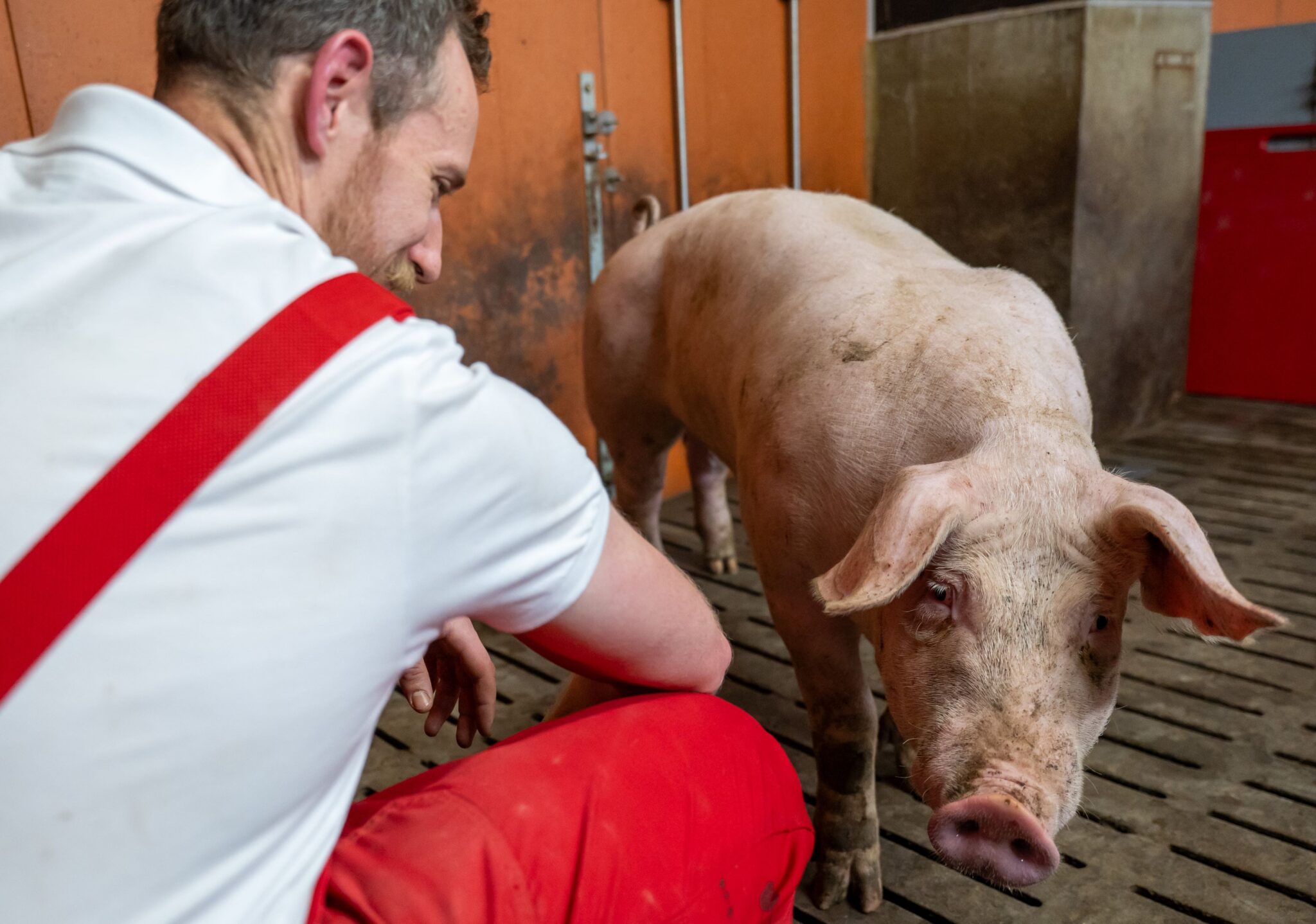 H+L : partenaire stratégique de Cooperl pour l'innovation et le bien-être animal en élevage par H+L